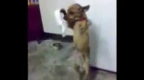 Dog Dancing!